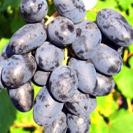 Саженец Виноград Ласточка (привитый) в контейнере